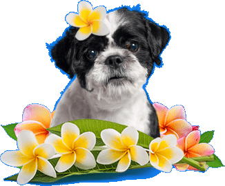 Maui Mobile Dog Spa